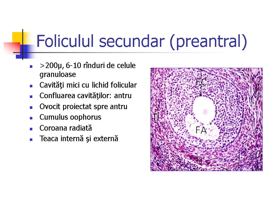 Foliculul secundar (preantral) >200μ, 6-10 rînduri de celule granuloase Cavităţi mici cu lichid folicular